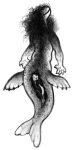 absurd_res anthro aquatic avian bird claws duo endosoma eyes_closed female female/female fin flippers hi_res ink-the-artist leopard_seal mammal membrane_(anatomy) monochrome penguin pinniped safe_vore seal smile taur traditional_media_(artwork) vore webbed_hands