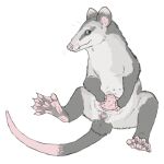 13_nipples 13_teats 2026 5_fingers 5_toes american_opossum anatomically_correct anatomically_correct_anus anatomically_correct_cloaca anatomically_correct_genitalia animal_genitalia anus arm_markings belly_focus belly_nipples black_body black_cloaca black_ears black_feet black_fur black_markings black_skin black_tail black_tuft blue_eyes claws cloaca cloaca_focus closed_smile colored_sketch countershading curved_tail desaturated digital_drawing_(artwork) digital_media_(artwork) dipstick_ears dipstick_tail ear_markings eye_markings facial_markings fangs feet female female_feral feral finger_claws fingerless_(marking) fingers foot_focus foot_markings forehead_markings full-length_portrait fur fur_markings genital_focus genitals grey_body grey_fur guard_hair hand_in_pouch hand_markings hand_on_own_belly head_markings hybrid kali_denise leg_markings looking_at_viewer mammal markings marsupial membrane_(anatomy) monotone_anus monotone_hands monotone_markings mouth_closed multi_nipple multi_teat multicolored_body multicolored_ears multicolored_fur multicolored_skin nipples paws pink_anus pink_body pink_cloaca pink_ears pink_feet pink_hands pink_nipples pink_nose pink_paws pink_skin pink_tail plantigrade portrait pouch_(anatomy) pouch_teats presenting presenting_anus presenting_belly presenting_cloaca presenting_crotch presenting_nipples presenting_teats raised_foot rat_tail semi-anthro sharp_fangs sharp_teeth simple_background sitting sitting_on_ground sketch smile smiling_at_viewer solo spread_pouch spread_toes tail tail_markings teasing teasing_viewer teats teeth teeth_showing three-quarter_view toe_claws toeless_(marking) toes tuft two_tone_body two_tone_ears two_tone_feet two_tone_skin two_tone_tail vaginal_canal virginia_opossum water_opossum webbed_feet welcometaco whisker_spots whiskers white-eared_opossum white_background white_body white_claws white_fur