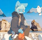 2020 anthro anthro_focus avian beach biped bird black_clothing black_jacket black_topwear blue_body blue_fur clothing feral fur group gull hi_res jacket kemono kneeling lari larid male mammal multicolored_eyes neconuki on_one_knee procyonid raccoon red_eyes sea solo_focus topwear water yellow_eyes