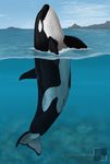  cetacean chainedbirds feral genital_slit male mammal marine orca slit solo underwater water whale 