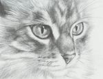  black_and_white cat_eyes ddrkonamix655 feline feral fur greyscale mammal monochrome sketch slit_pupils solo whiskers 