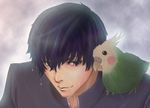  animal animal_on_shoulder artist_request bird bird_on_shoulder black_hair blue_eyes cockatiel gakuran inko male_focus oohashi_high_school_uniform parrot pet rain school_uniform solo takasu_ryuuji toradora! wet 