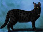  black_fur cat feline feral fur mammal melanistic savannah savannah_cat solo spots ykoriana 