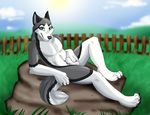  anthro balls canine celestialwolfen dog fur grey_fur grin husky male mammal nude outside penis sheath solo 