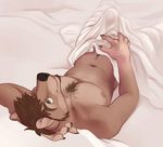  anthro bed canine dog erection fur green_eyes hushhusky lying male morning_wood muscles on_back pecs penis sheets smile solo 