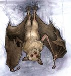  ambiguous_gender bat brown_fur claws feral front fur looking_at_viewer mammal realistic_wings savannah_horrocks solo toe_claws upside_down wings 