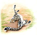  balls cheetah ebonytigress feline feral male mammal paws penis serval solo 