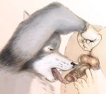  anal_fingering anthro balls canine coyote cum duo fellatio fingering gay human human_on_anthro interspecies kinkycoyote latex_gloves licking male mammal oral oral_sex penis sex tongue 
