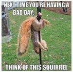  _balls_ _demotivational accident avian balls bird cock_and_ball_torture corpse dead english_text feeder male mammal photo poster_ real rodent solo squirrel stuck stuck_accident_ text 