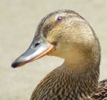  avian bird female mallard seductive top_lel 