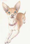  ambiguous_gender canine chihuahua collar dog feral mammal solo toots 