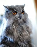  avian beak cat feline grey_fur hidekiryuga orange_eyes owl photo 