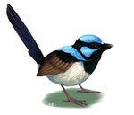  avian bird black_feathers blue_feathers blue_wren feral flynx-flink male solo 