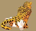  anal_penetration butt cheetah feline gay housepets! jata male mammal penetration seth-iova sex 