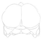2026 anthro ass_up big_breasts big_butt boss_monster_(undertale) bovid breasts butt butt_shot caprine digital_drawing_(artwork) digital_media_(artwork) female female_anthro genitals goat huge_butt mammal monochrome nsfwoaf overweight overweight_anthro overweight_female portrait rear_view simple_background sketch solo tail toriel undertale_(series) vulva white_background