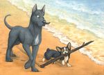  ambiguous_gender beach canine corgi dog eyes_closed feral fur great_dane grey_fur idess mammal outside seaside 