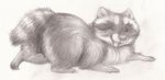  coonpoof female feral lying mammal on_front pussy raccoon sketch solo teats 