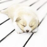  copyright_request dog lowres lying montan no_humans on_stomach puppy realistic sleeping sploot 