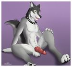  animal_genitalia anthro balls black_nose canine canine_penis claws collar erection fur green_eyes jonas-puppeh knot looking_at_viewer male mammal nude penis sitting solo spread_legs spreading toe_claws torrey_(character) wolf 