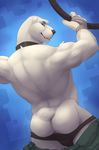  back back_turned bandage bear biceps black_nose blue_background blue_eyes butt clothing collar fangs fur looking_at_viewer looking_back male mammal panties panties_down pants pants_down plain_background polar_bear smile solo speedo swimsuit underwear undressing white_fur wolfy-nail 