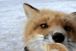  canine cute eating feral fox lol_comments mammal nom real snow 