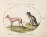 16th_century absurd_res ancient_art animal_genitalia balls biological_illustration canid canine canis claws detailed_background digitigrade domestic_dog duo feral finger_claws floppy_ears folded_ears fully_sheathed fur genitals grass hi_res joris_hoefnagel latin_text male male_feral mammal markings painting_(artwork) paws plant public_domain quadruped sheath side_view sitting spots spotted_body spotted_fur standing tail technical_illustration text toe_claws traditional_media_(artwork) traditional_painting_(artwork) traditional_watercolor_(artwork) translation_request watercolor_(artwork) zoological_illustration