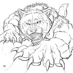  big_muscles canine claw_marks claws crawling fangs growling looking_at_viewer male mammal monochrome muscles open_mouth scar strong were werewolf wolf 