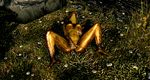  argonian boobs. butt. lizard nude. reptile scalie skyrim. the_elder_scrolls video_games 