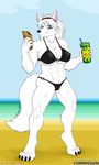  abs beach big_breasts bikini black_nose blue_eyes breasts canine claws eating female food fur hair headband hindpaw long_hair looking_at_viewer mammal muscles muscular_female navel notched_ear outside paws seaside sky solo standing swimsuit toe_claws vkyrie white_fur white_hair wolf 