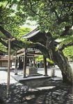  east_asian_architecture hayashi_ryouta moss no_humans original real_world_location realistic scenery shide shinto shrine stone_lantern tree 