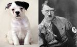  canine cute fur_pattern germany hitler human nazi photo ww2 young 