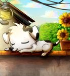  bush canine cloud clouds dog fur happy house lamp lyeni lying mammal sky sleeping solo sunflower wall white_fur 