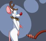  anthro antlers bell blue_background blue_eyes buckteeth butt buttplug collar fur headgear horn imminent_sex male mammal mouse nude pinky pinky_and_the_brain plain_background pointing raised_arm red_nose rodent rotten_robbie sex_toy solo standing teeth white_fur 