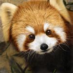  brown_eyes close-up derivative_work fur grass leaf looking_at_viewer no_humans nose original photorealistic red_panda solo usatan_(artist) whiskers 