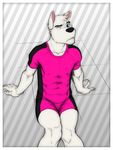  canine cherry_(character) chris_berry claws clothing cuntboy dog flat_chested fur gay hi_res husky intersex male mammal on_floor one_eye_closed shorts sitting solo superslickslasher toned v--r white_fur 