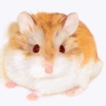  close-up derivative_work feet hamster looking_at_viewer no_humans nose original photorealistic red_eyes simple_background solo tail usatan_(artist) whiskers white_background 