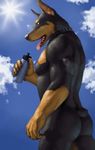  anthro biceps black_fur bottle butt canine cloud clouds collar doberman dog fur lag2011 looking_at_viewer looking_back male mammal muscles nude outside pecs sky solo sun tongue 