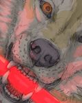  blonde_fur canine eye face fangs glowstick looking_at_viewer male mammal red_light sekki solo teeth wolf 