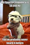  bed black_lips black_nose brown_nose canine clothing cute dog english_text eyewear feral front_view fur glasses hipster humor image_macro joke mammal real scarf sitting small solo text white_fur young 