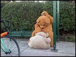  ambiguous_gender bear humor real teddy_bear 