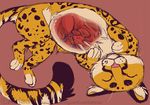  abdominal_bulge airless ambiguous_gender belly bulge cheetah curled_up dragon feline feral fluffy happy lying mammal on_back scalie soft_vore translucent vorarephilia vore 