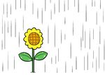  dora_ita flower no_humans rain silent_comic sunflower touhou umbrella 