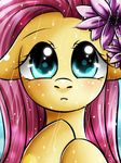 blush equine female feral flower fluttershy_(mlp) friendship_is_magic fur hair horse long_hair looking_at_viewer mammal my_little_pony open_mouth pegasus pink_hair pony princesssilverglow rain solo wet wings yellow_fur 