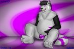  &lt;3 bear belly black_fur black_nose blue_eyes bulge chubby duke317 fur grey_fur grin hair hindpaw hybrid jockstrap kaine_graves male mammal overweight paws polar_bear purple_background purple_eyes purple_fur red_panda sitting smile solo spread_legs spreading topless underwear 