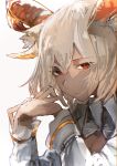  1girl animal_ears arknights carnelian_(arknights) closed_mouth collarbone collared_jacket commentary_request goat_ears goat_girl goat_horns gold_horns hair_between_eyes hamaguri-san_(hamagur69200744) head_tilt highres horns jacket long_sleeves looking_at_viewer medium_hair open_clothes open_jacket own_hands_together parted_bangs red_eyes shirt simple_background solo white_background white_hair white_jacket white_shirt 