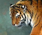  abstract_background ambiguous_gender feline feral mammal nambroth realistic solo tiger traditional_media whiskers 