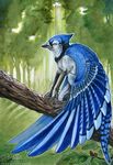  alectorfencer all_fours avian beak bird blue_eyes blue_feathers blue_jay branch claws crouching day feathers feral forest gryphon male outside side_view toe_claws traditional_media tree wings 