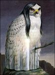  ambiguous_gender avian beak black_hair cliff edward_summerton hair invalid_color long_hair low_res owl snowy_owl solo stick surreal what what_has_science_done white_feathers 