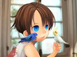  1boy artist_request bird blue_eyes brown_hair child cockatiel holding indoors male male_focus parrot portrait shirt short_hair sitting sitting_on_shoulder sleeveless sleeveless_shirt smile solo source_request tokenoko 