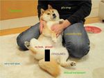  canine censored dog doge edit english_text human meme not_furry photo real text unknown_artist 